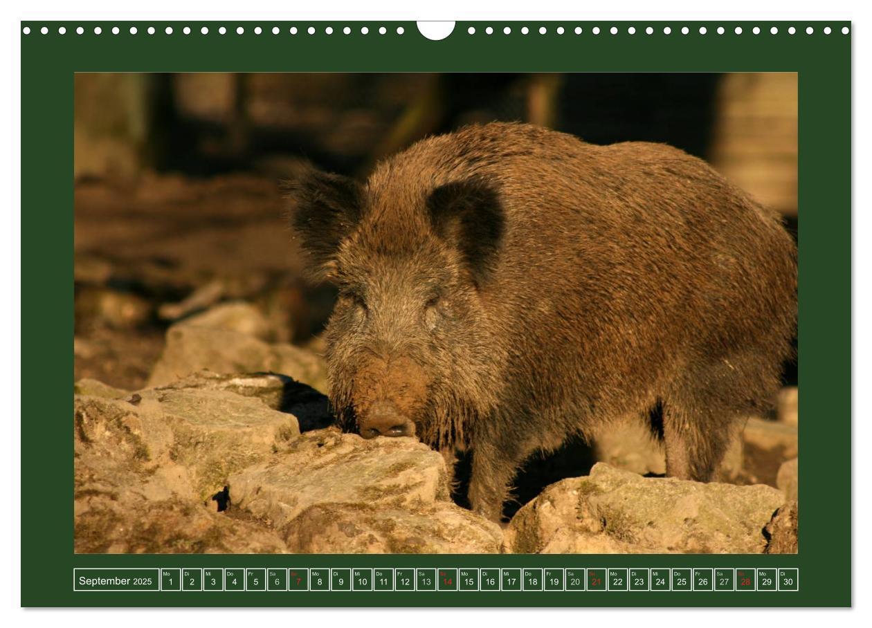 Bild: 9783435777525 | Schweinkram - Die Wildschweine sind los (Wandkalender 2025 DIN A3...