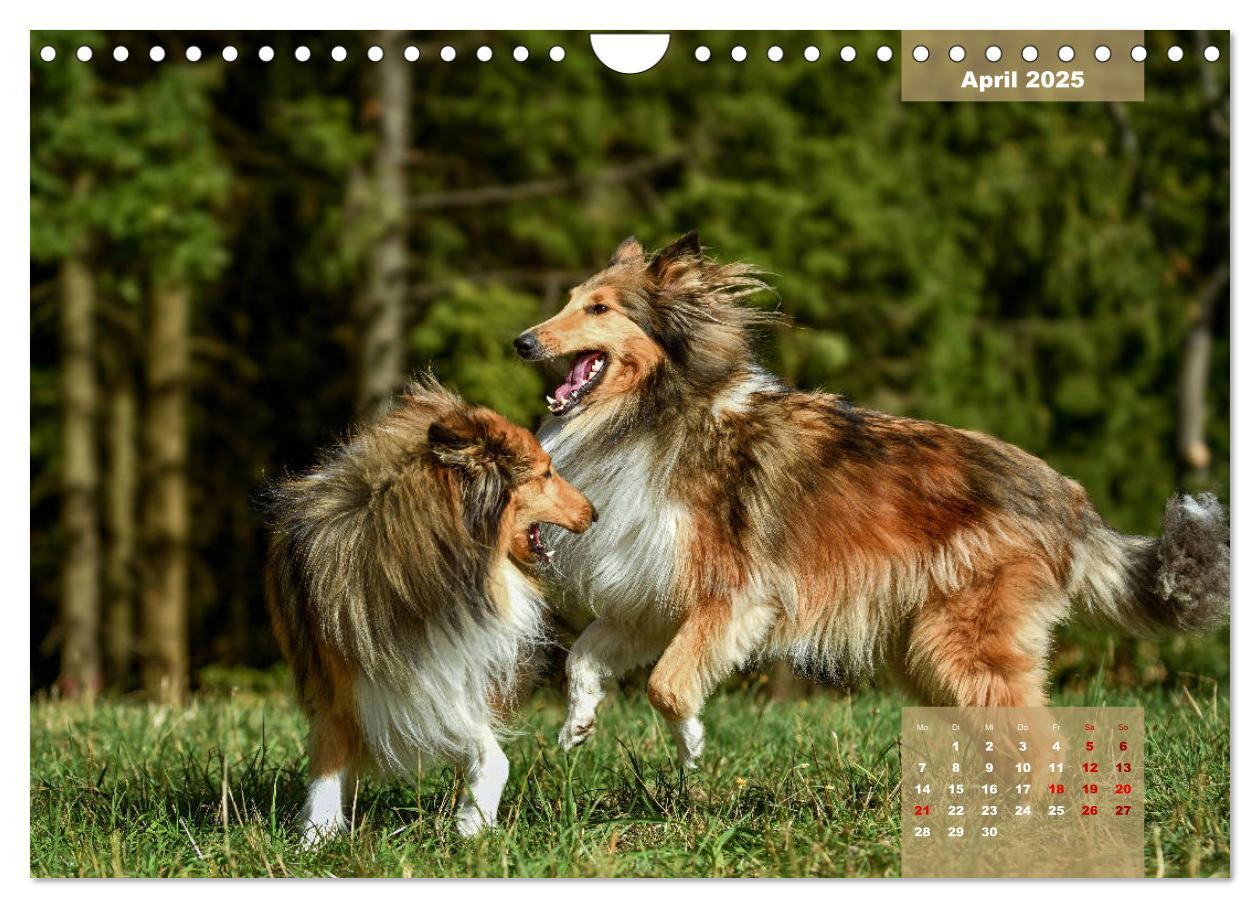 Bild: 9783435110919 | Typisch Collie (Wandkalender 2025 DIN A4 quer), CALVENDO...