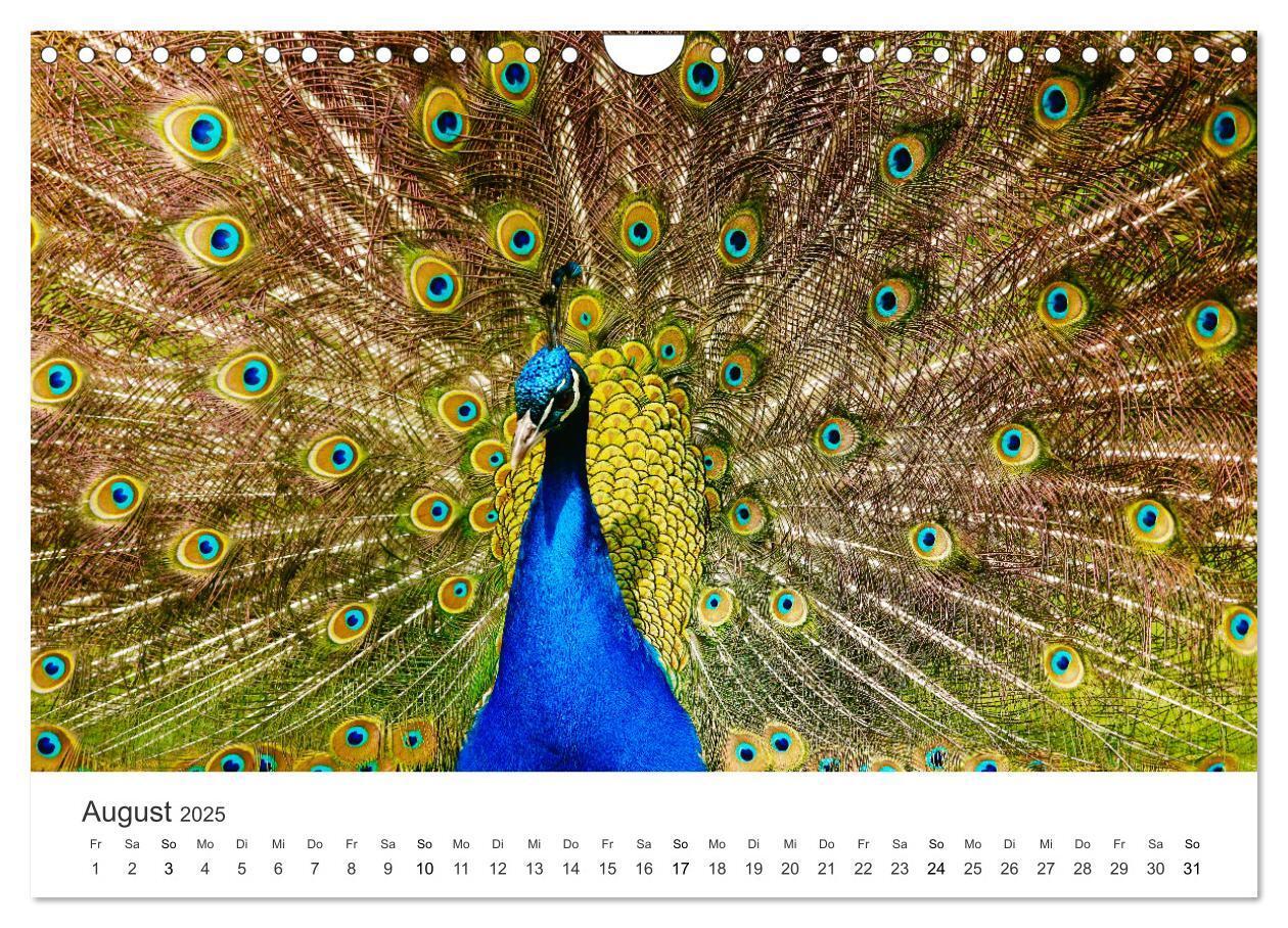 Bild: 9783435041466 | Vogelwelt - Die Könige der Lüfte. (Wandkalender 2025 DIN A4 quer),...