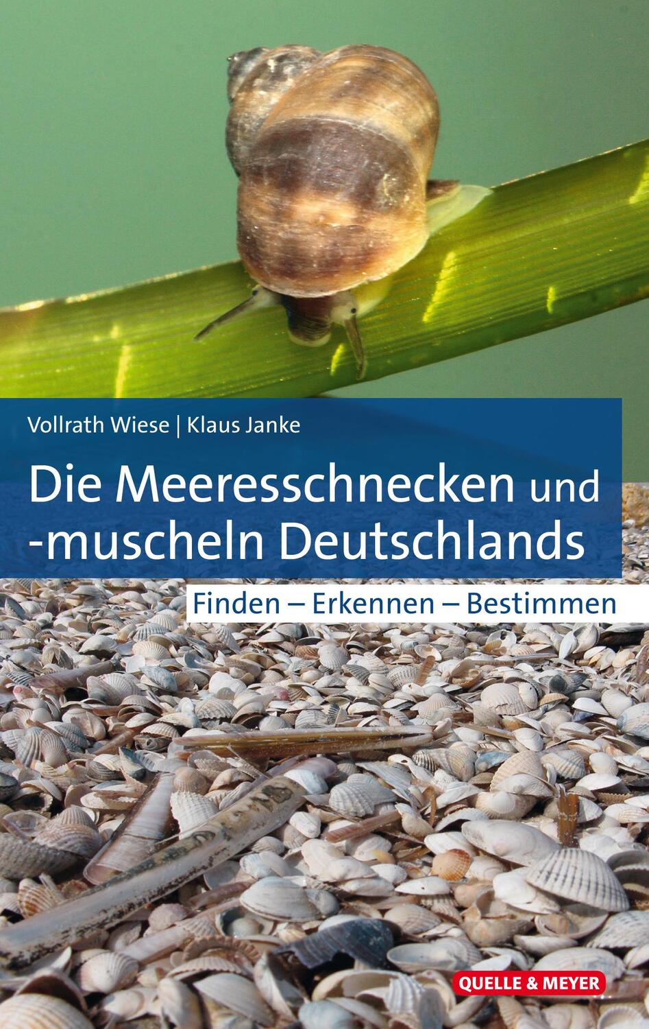 Cover: 9783494018164 | Die Meeresschnecken und -muscheln Deutschlands | Wiese (u. a.) | Buch