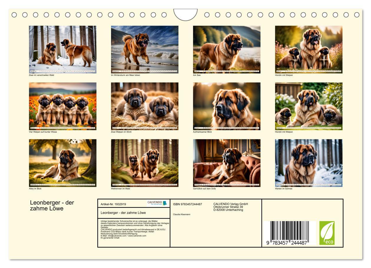 Bild: 9783457244487 | Leonberger - der zahme Löwe (Wandkalender 2025 DIN A4 quer),...