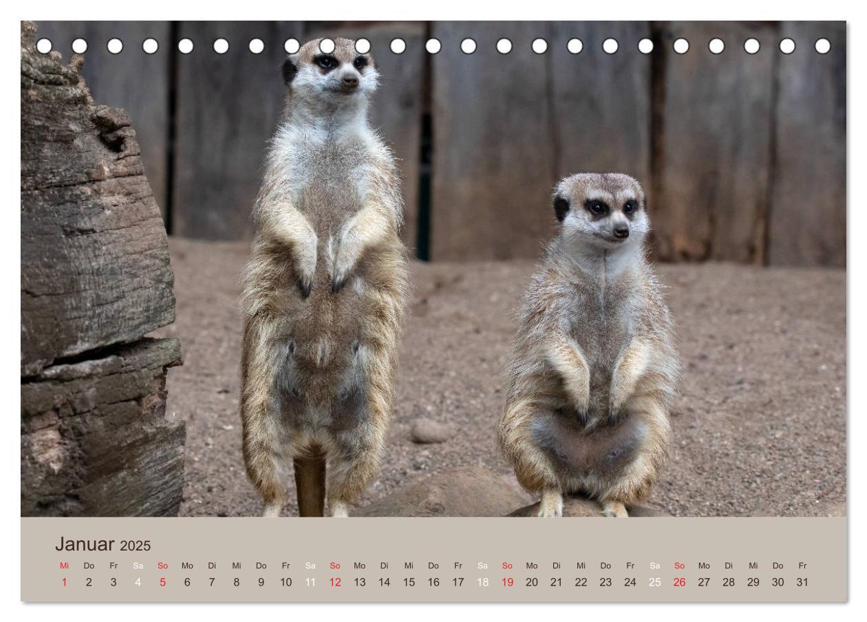 Bild: 9783435210206 | Quirlige Erdmännchen (Tischkalender 2025 DIN A5 quer), CALVENDO...