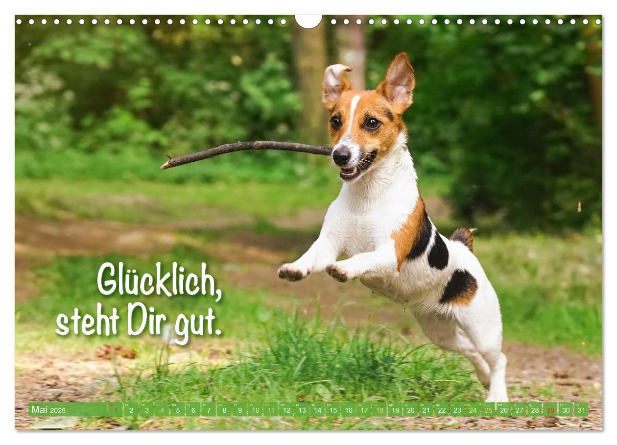 Bild: 9783457199794 | Jack Russell Terrier: flink und verspielt (Wandkalender 2025 DIN A3...