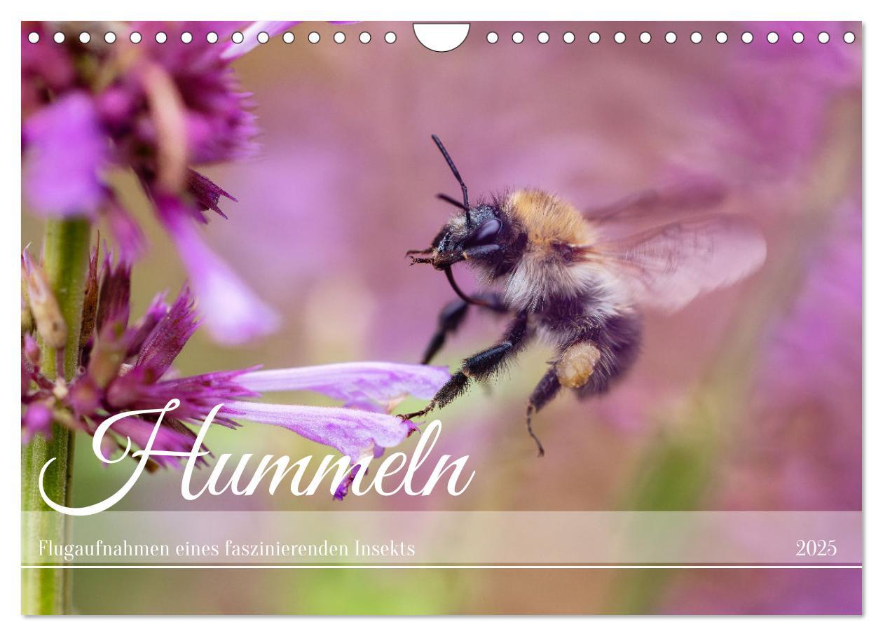 Cover: 9783383839030 | Hummeln - Flugaufnahmen eines faszinierenden Insekts (Wandkalender...