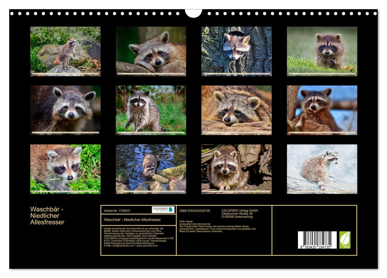 Bild: 9783435334735 | Waschbär - Niedlicher Allesfresser (Wandkalender 2025 DIN A3 quer),...