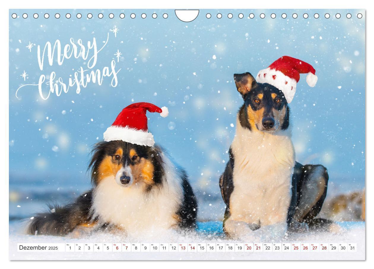 Bild: 9783457153178 | Ein Freund fürs Leben - Smooth Collie (Wandkalender 2025 DIN A4...