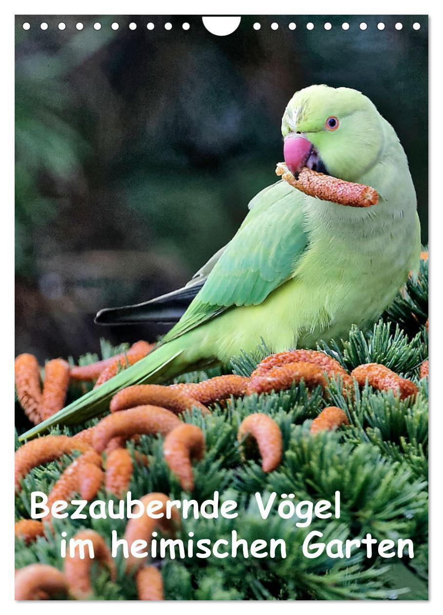 Cover: 9783457024195 | Bezaubernde Vögel im heimischen Garten (Wandkalender 2025 DIN A4...