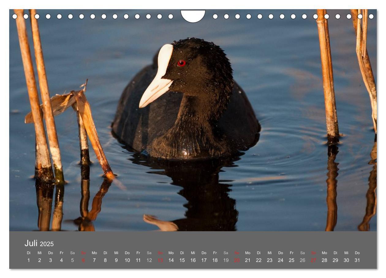 Bild: 9783435517169 | Der Federsee - Vogelparadies in Oberschwaben (Wandkalender 2025 DIN...