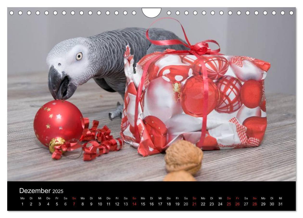 Bild: 9783435626694 | Graupapageien zum Verlieben (Wandkalender 2025 DIN A4 quer),...