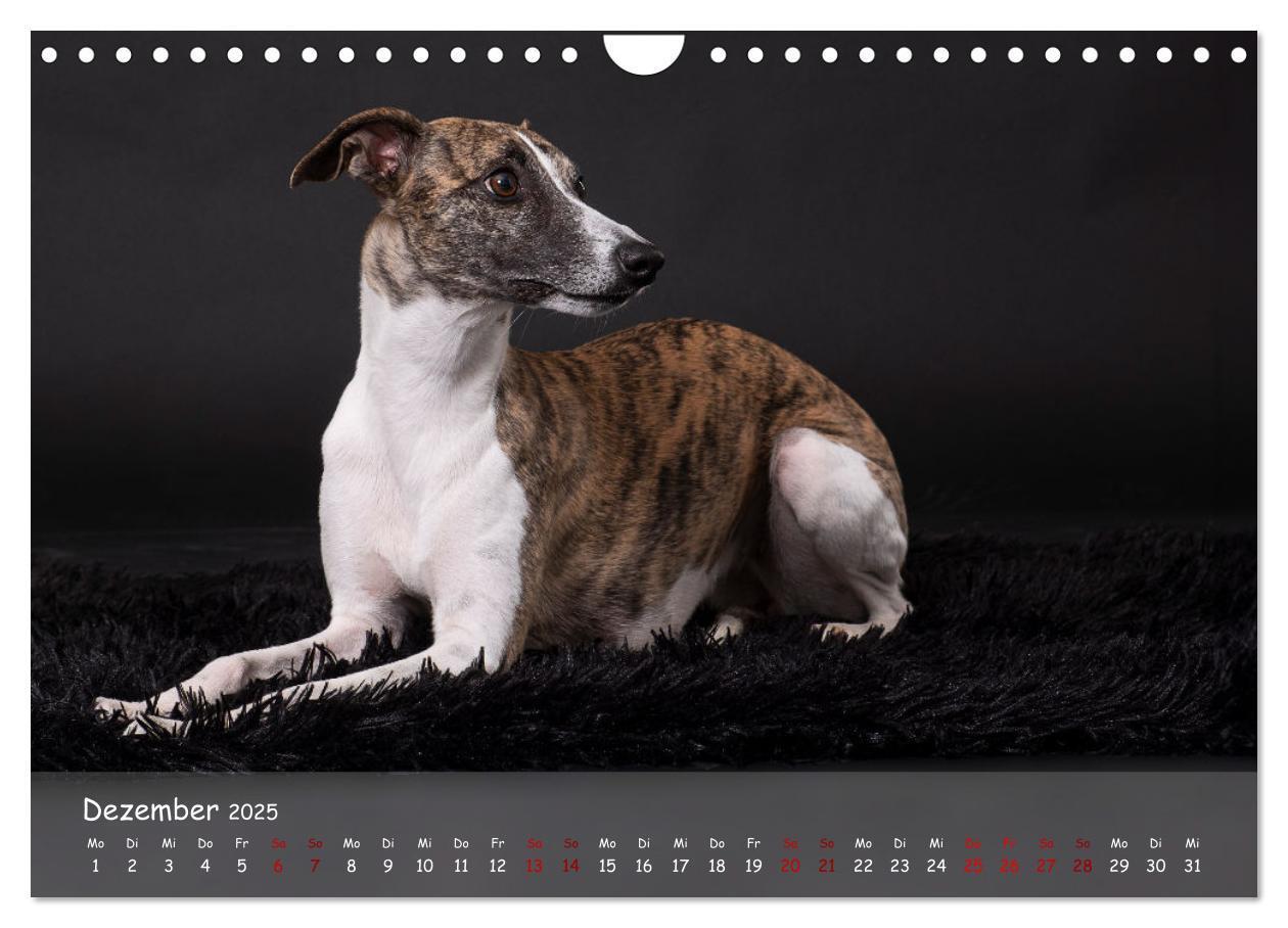 Bild: 9783383857133 | Whippets - Seelenhunde fürs Leben (Wandkalender 2025 DIN A4 quer),...