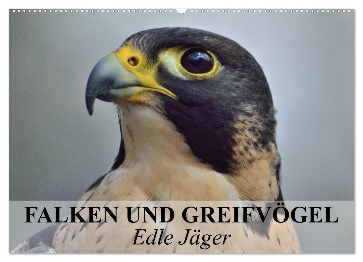 Cover: 9783675960510 | Falken und Greifvögel. Edle Jäger (Wandkalender 2024 DIN A2 quer),...