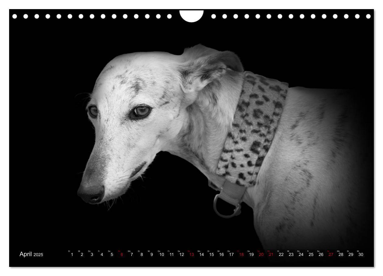 Bild: 9783383824074 | Galgo Español - der spanische Windhund 2025 (Wandkalender 2025 DIN...