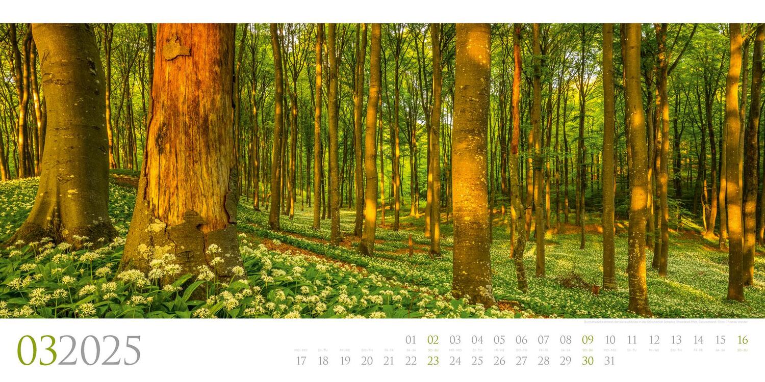 Bild: 9783838425597 | Wilde Wälder Kalender 2025 | Ackermann Kunstverlag | Kalender | 14 S.