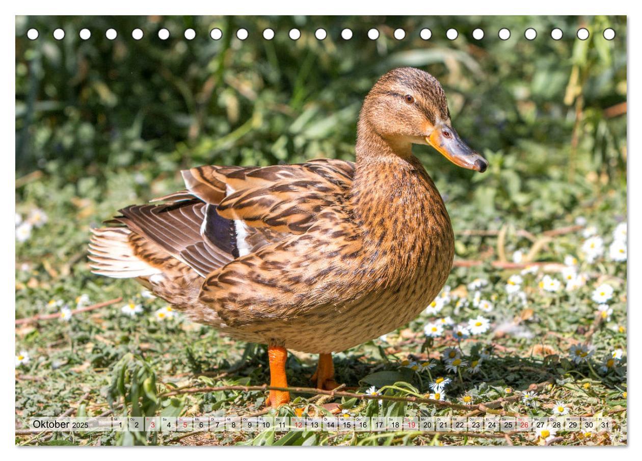 Bild: 9783435115358 | Wunderschöne Stockenten - Europäische Wasservögel (Tischkalender...