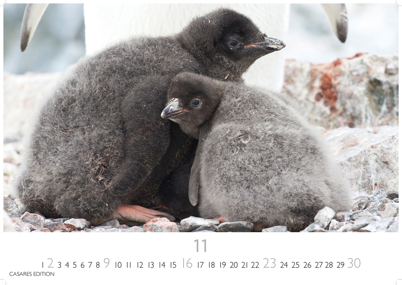 Bild: 9781835241219 | Pinguine 2025 S 24x35cm | Kalender | 14 S. | Deutsch | 2025