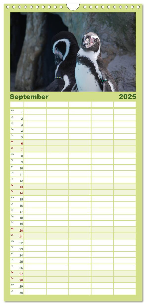 Bild: 9783457120293 | Familienplaner 2025 - Pinguine 2025 mit 5 Spalten (Wandkalender, 21...