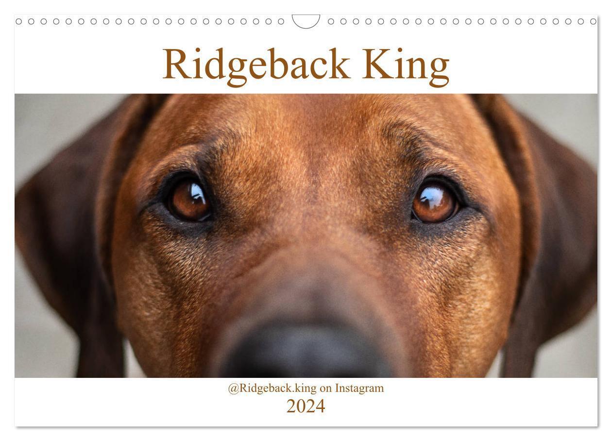 Cover: 9783383041730 | Ridgeback King (Wandkalender 2024 DIN A3 quer), CALVENDO...