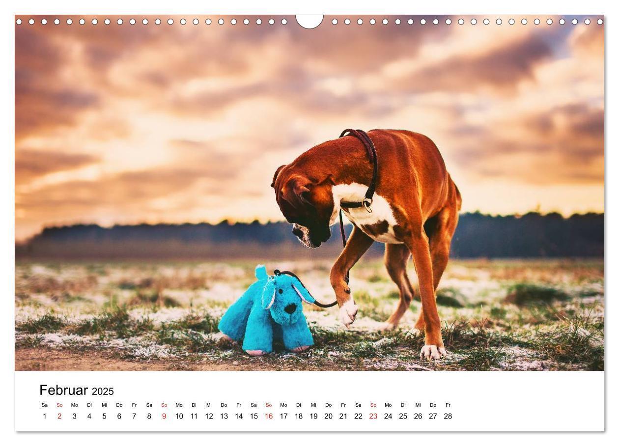 Bild: 9783435614196 | Deutscher Boxer (Wandkalender 2025 DIN A3 quer), CALVENDO...