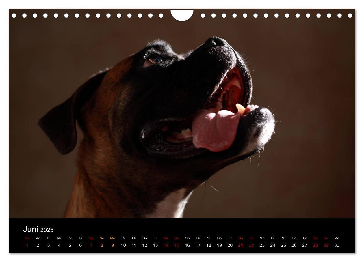 Bild: 9783435436675 | Liebenswerte Boxer (Wandkalender 2025 DIN A4 quer), CALVENDO...