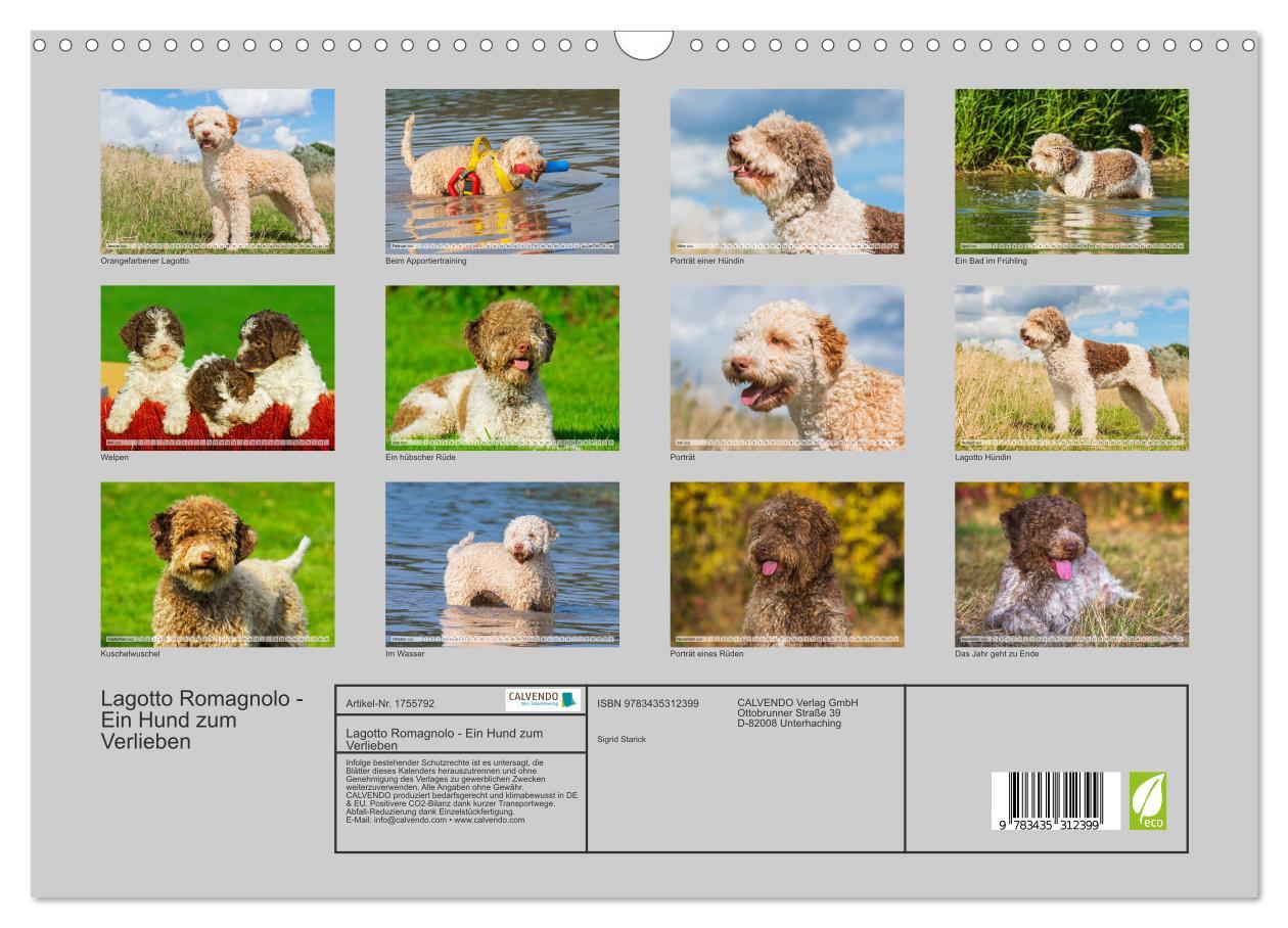 Bild: 9783435312399 | Lagotto Romagnolo - Ein Hund zum Verlieben (Wandkalender 2025 DIN...