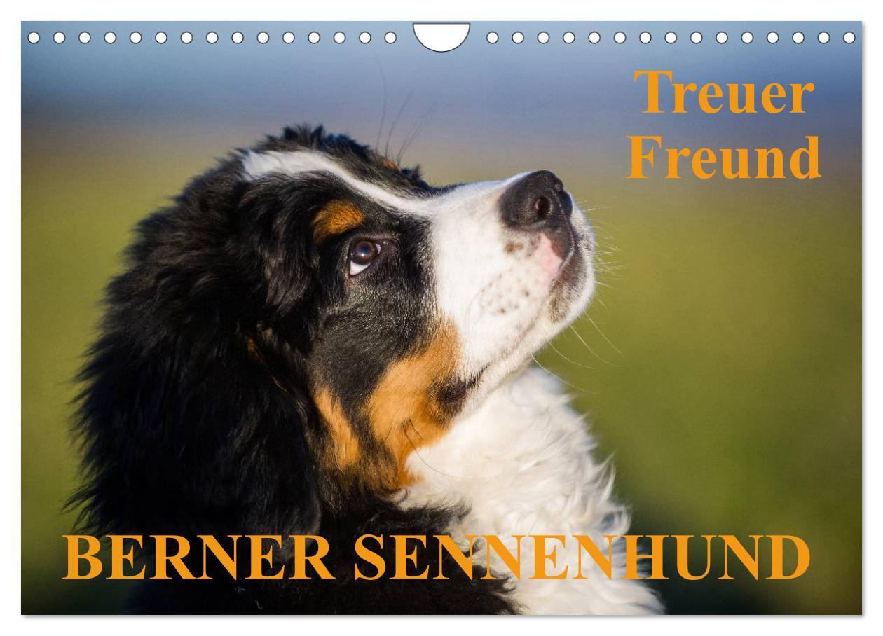 Cover: 9783675961449 | Treuer Freund Berner Sennenhund (Wandkalender 2024 DIN A4 quer),...