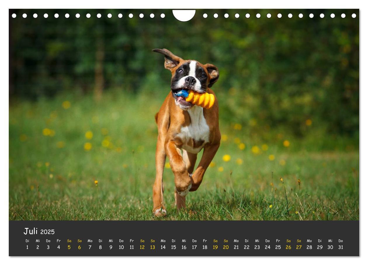 Bild: 9783435731534 | Wenn ich groß bin werd' ich Boxer (Wandkalender 2025 DIN A4 quer),...