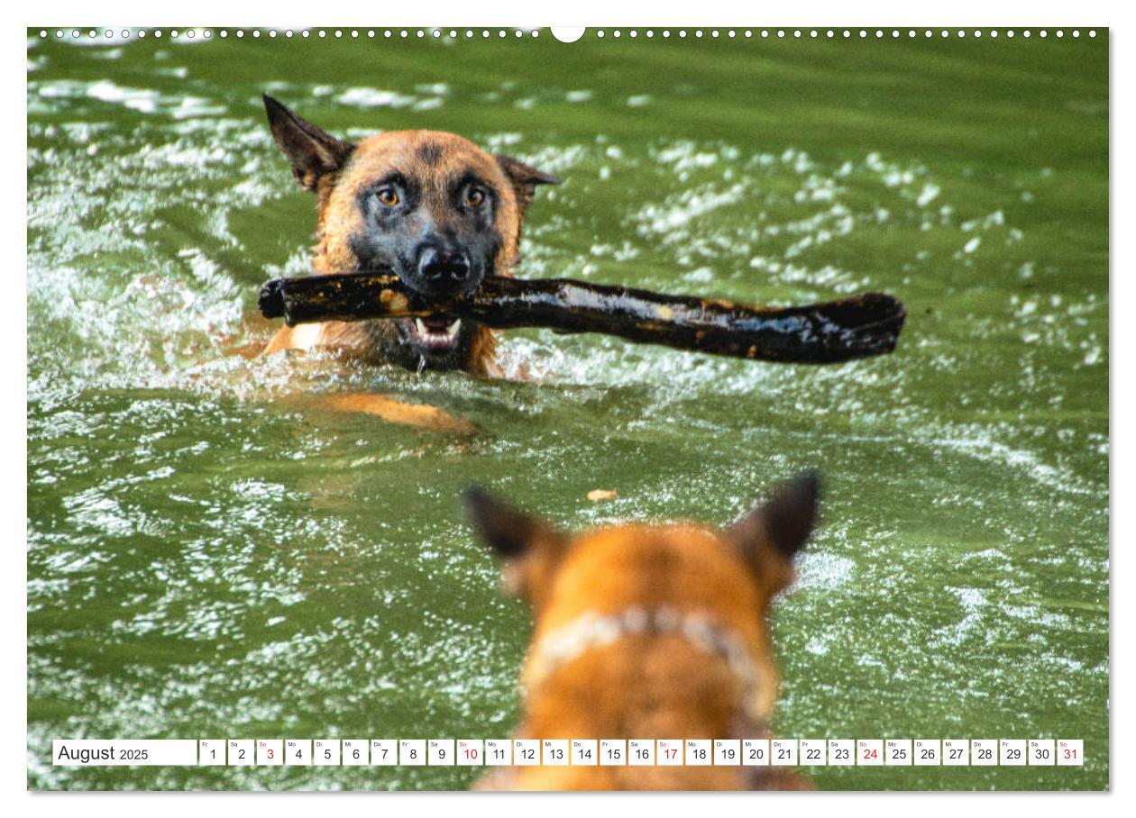 Bild: 9783435144808 | Malinois - belgischer Schäferhund (Wandkalender 2025 DIN A2 quer),...