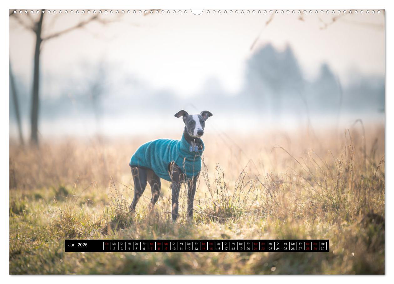 Bild: 9783435032983 | Das erste Whippet-Jahr (hochwertiger Premium Wandkalender 2025 DIN...