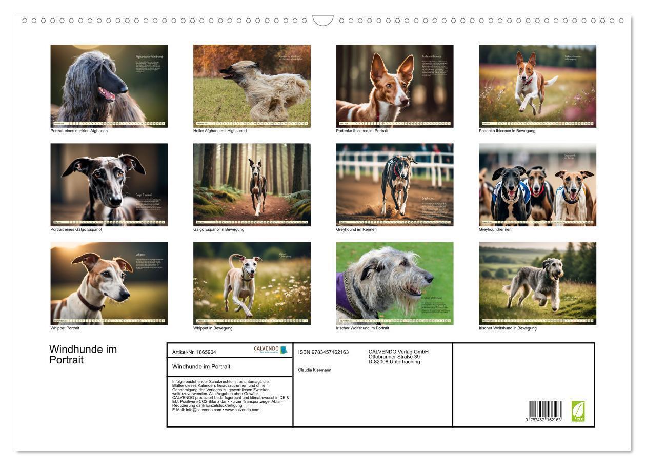 Bild: 9783457162163 | Windhunde im Portrait (Wandkalender 2025 DIN A2 quer), CALVENDO...