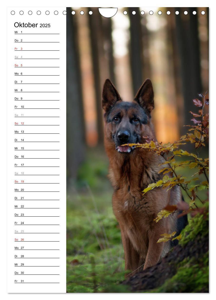 Bild: 9783457008874 | Deutscher Schäferhund - unser bester Freund (Wandkalender 2025 DIN...