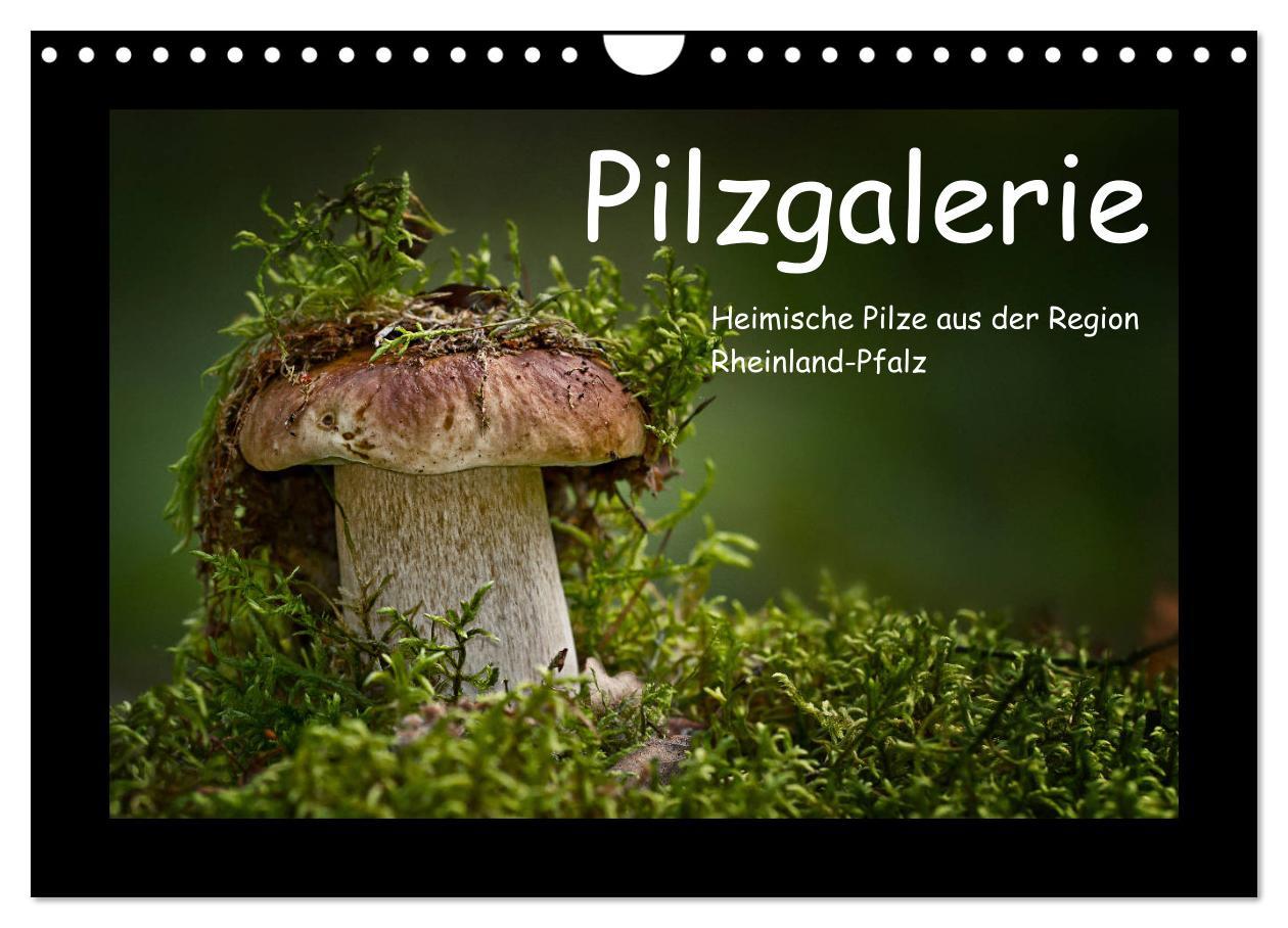 Cover: 9783435426218 | Pilzgalerie - Heimische Pilze aus der Region Rheinland-Pfalz...