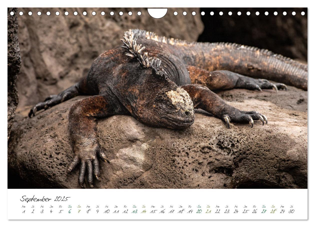 Bild: 9783383854200 | Wildes Galapagos - Die Tiere der Galapagos Inseln (Wandkalender...