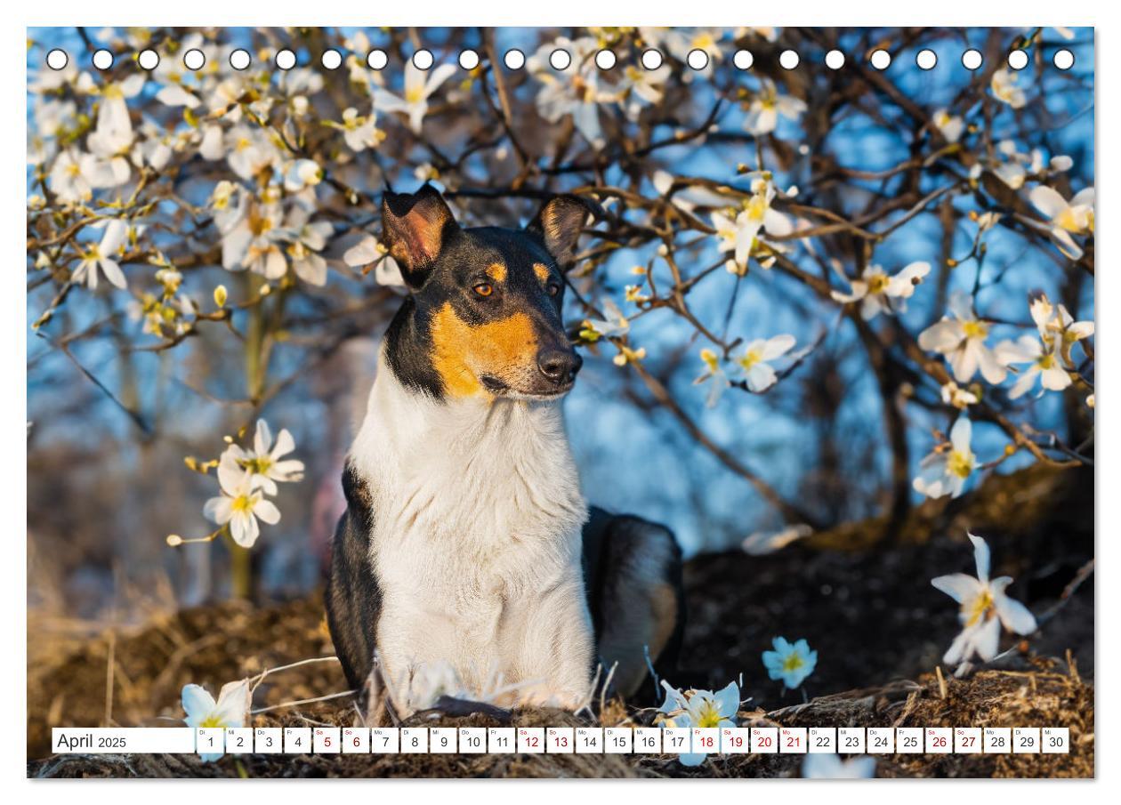 Bild: 9783457153239 | Ein Freund fürs Leben - Smooth Collie (Tischkalender 2025 DIN A5...