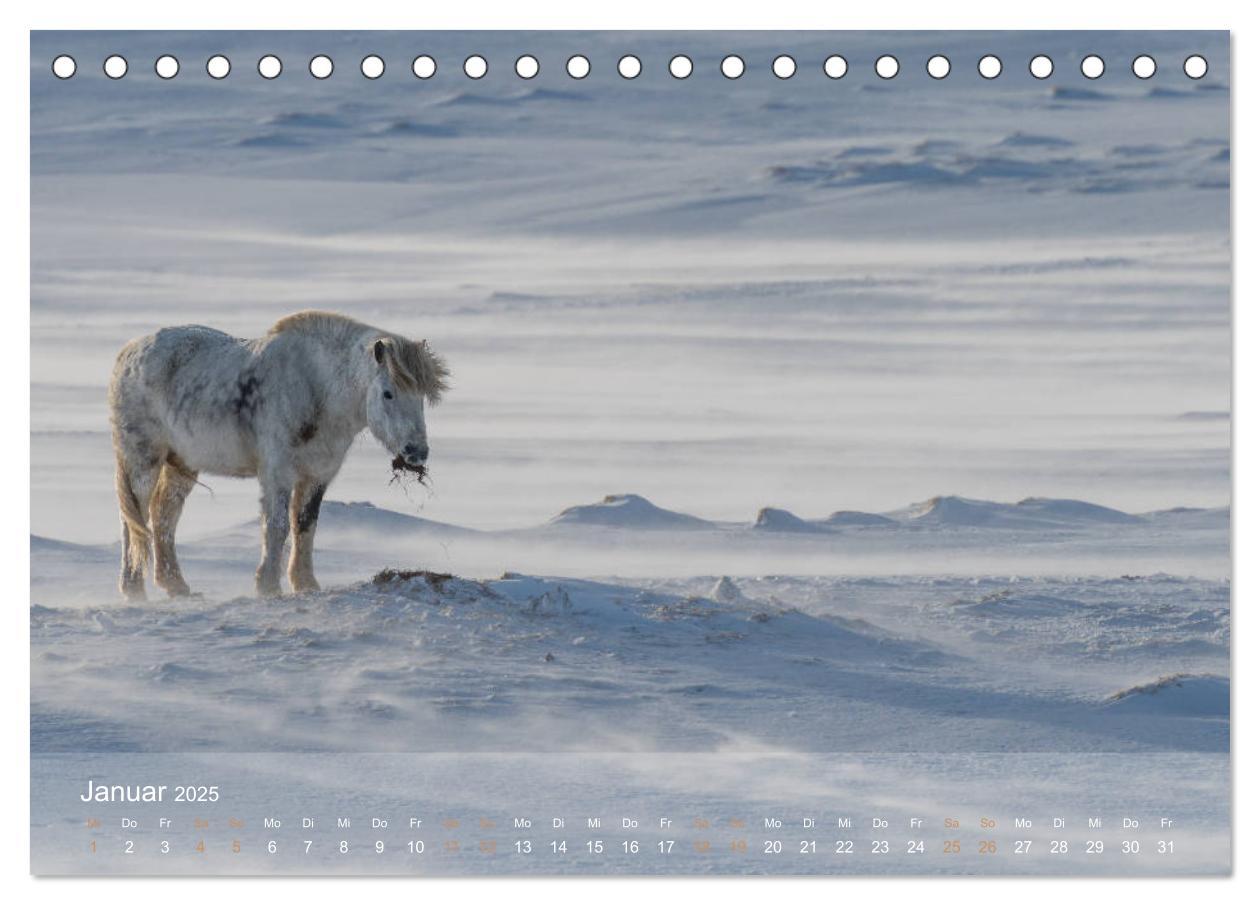 Bild: 9783435329656 | Islandpferde - Der Tölt Kalender (Tischkalender 2025 DIN A5 quer),...