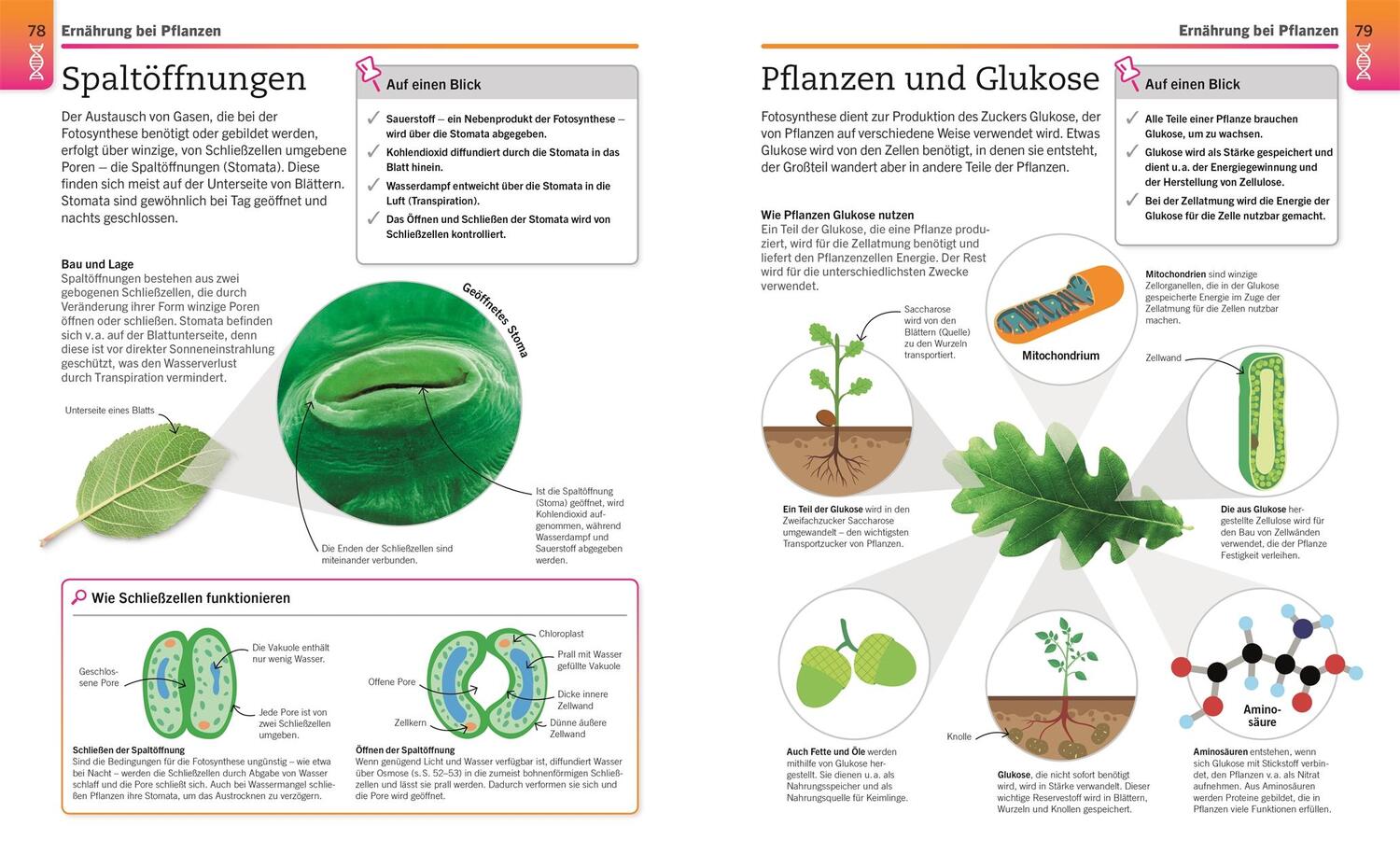 Bild: 9783831042906 | Visuelles Wissen. Biologie | Taschenbuch | Visuelles Wissen | 288 S.