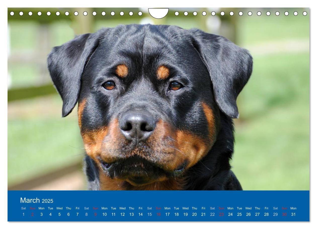 Bild: 9781325956425 | Rottweiler Portait Shots 2025 (Wall Calendar 2025 DIN A4...