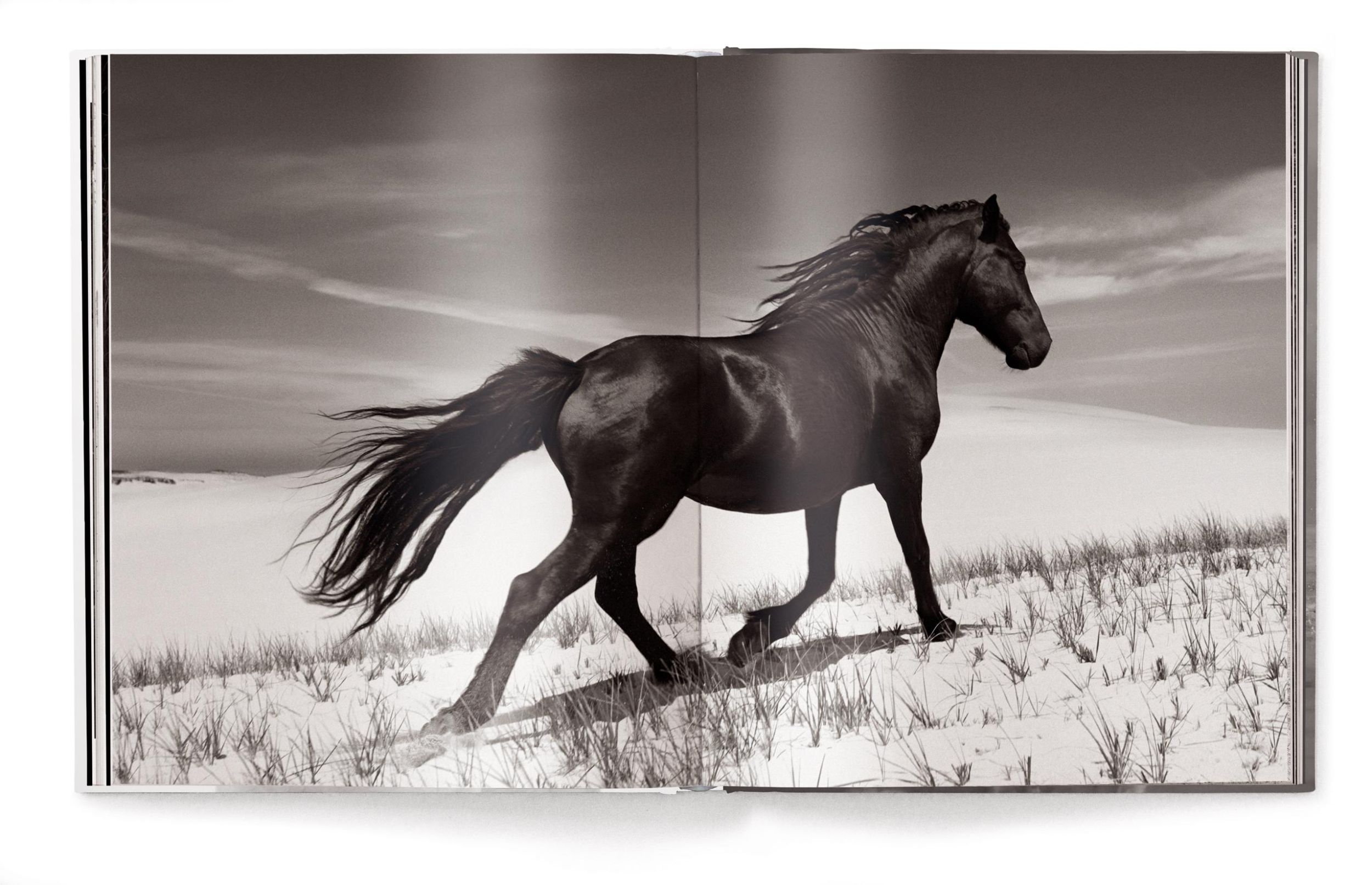 Bild: 9783961715763 | Untamed Spirits: Horses From Around the World | Drew Doggett | Buch