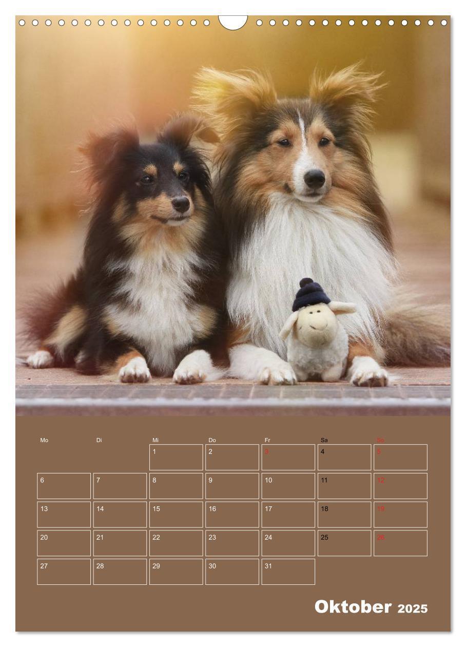 Bild: 9783457012932 | SHELTIES Herzensbrecher auf 4 Pfoten (Wandkalender 2025 DIN A3...