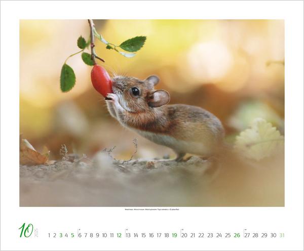 Bild: 9783731879275 | WaldLife 2025 | Verlag Korsch | Kalender | 14 S. | Deutsch | 2025