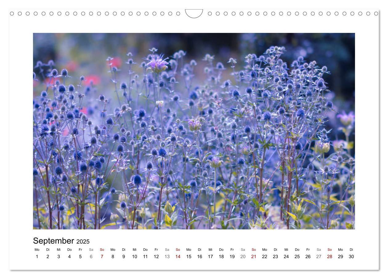 Bild: 9783435300945 | Blauer Blütentraum (Wandkalender 2025 DIN A3 quer), CALVENDO...