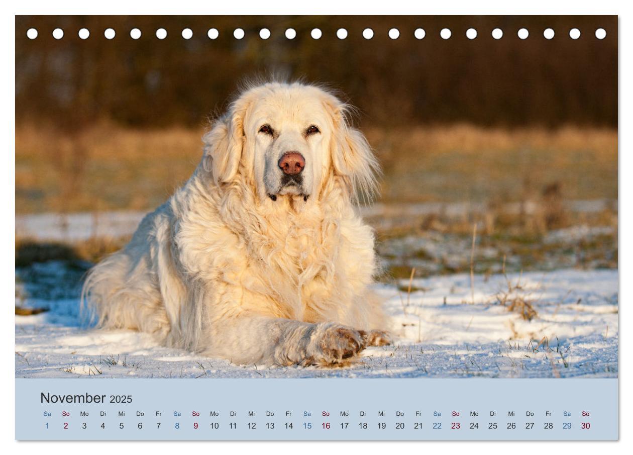 Bild: 9783435045419 | Kaukasischer Owtscharka (Tischkalender 2025 DIN A5 quer), CALVENDO...