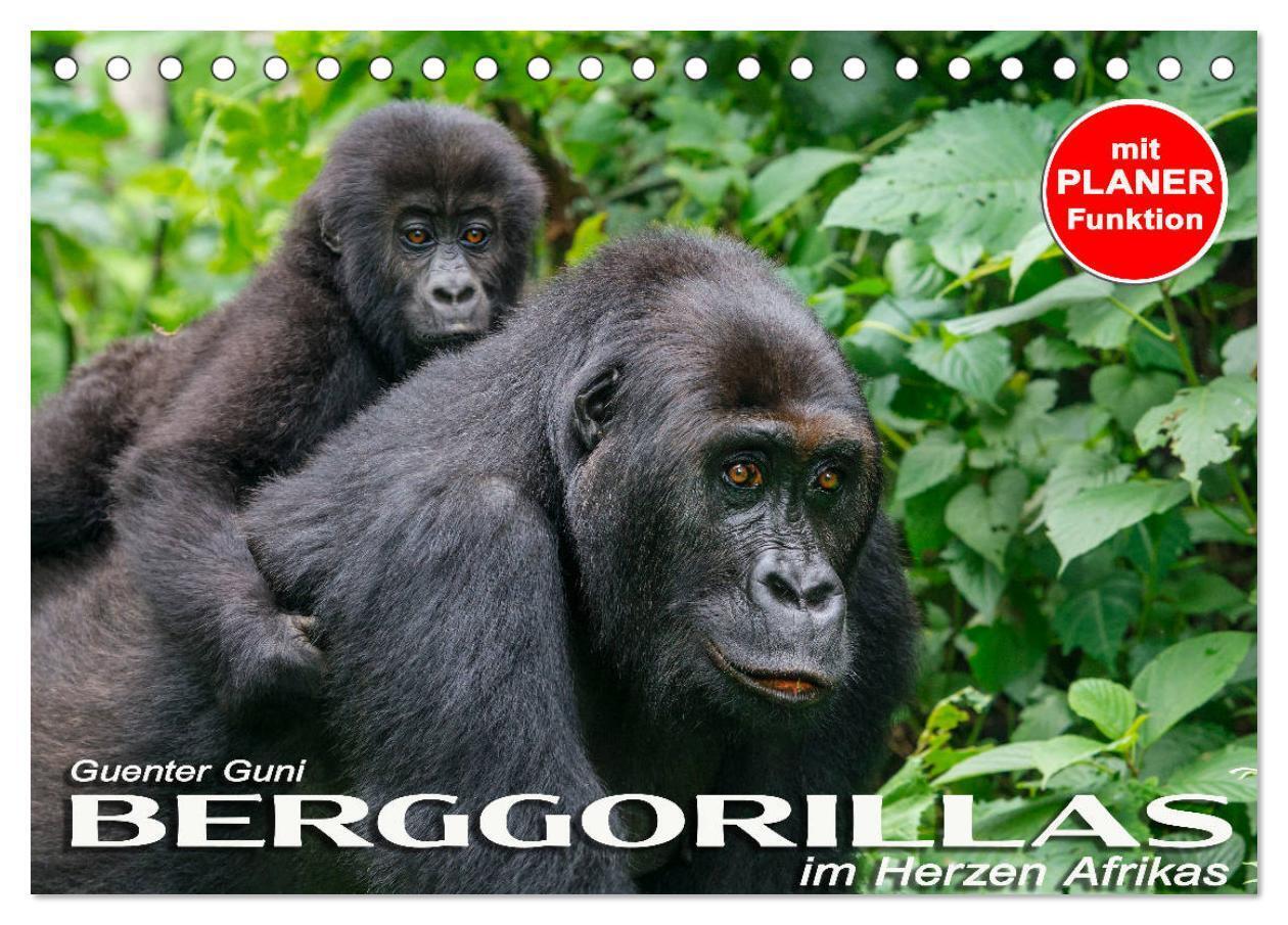 Cover: 9783435118489 | Berggorillas im Herzen Afrikas (Tischkalender 2025 DIN A5 quer),...