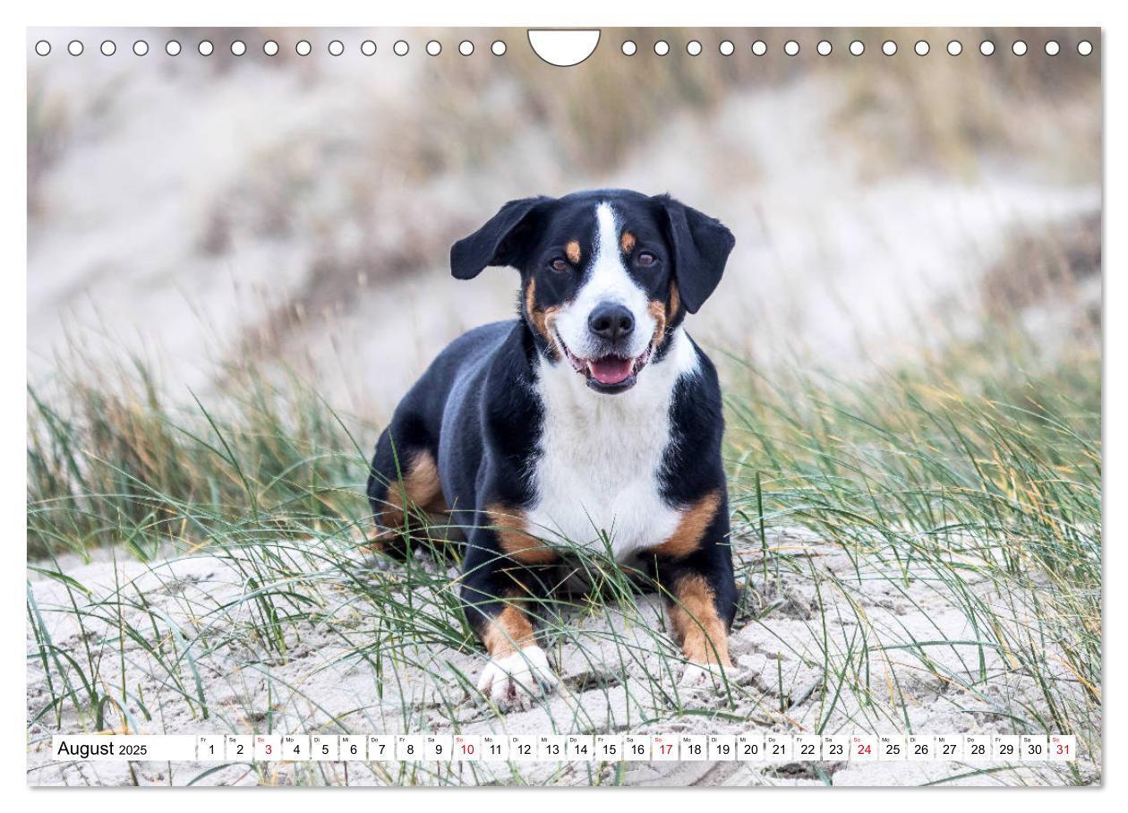 Bild: 9783435332915 | Appenzeller Sennenhunde (Wandkalender 2025 DIN A4 quer), CALVENDO...