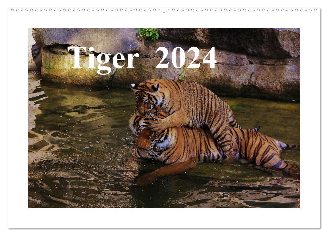 Cover: 9783675704633 | Tiger 2024 (Wandkalender 2024 DIN A2 quer), CALVENDO Monatskalender