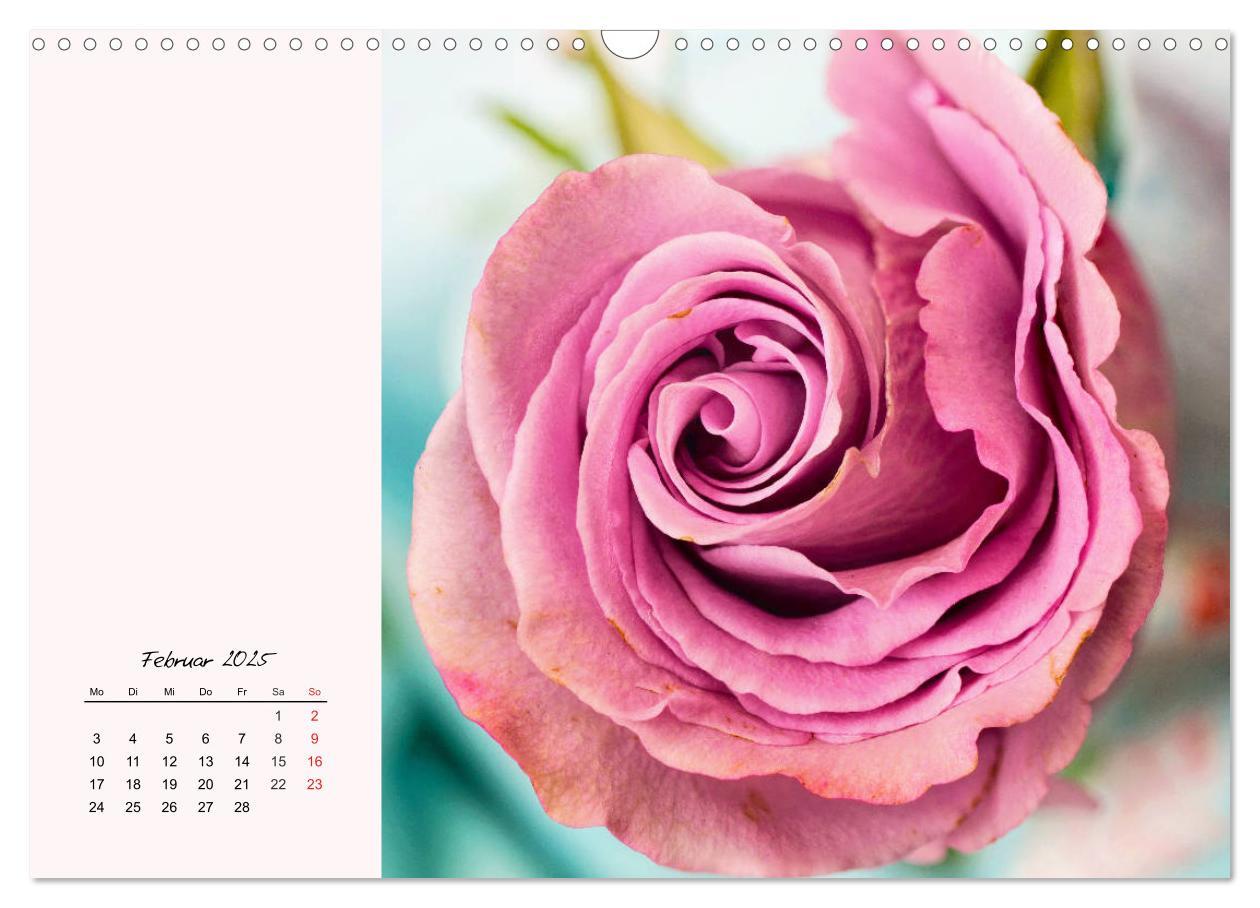 Bild: 9783435198566 | Rosen. Charmante und edle Königinnen (Wandkalender 2025 DIN A3...