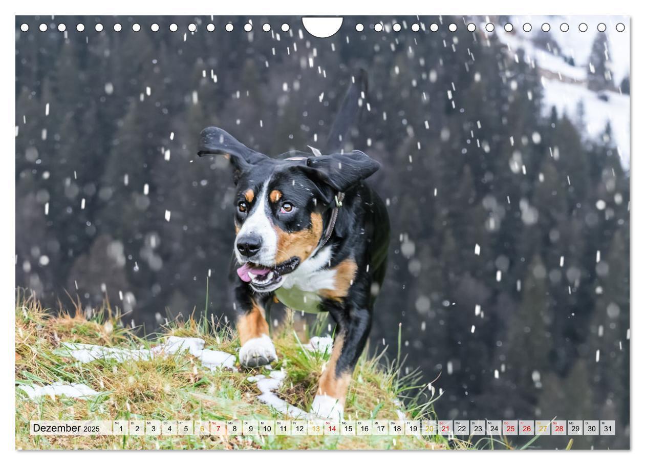 Bild: 9783457198957 | Entlebucher - Temperamentvolle Schweizer Sennenhunde (Wandkalender...