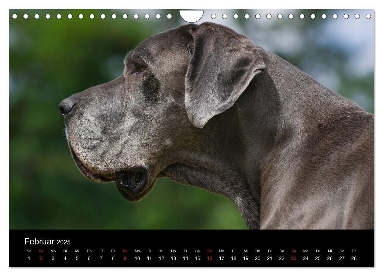 Bild: 9783435762293 | Deutsche Dogge 2025 (Wandkalender 2025 DIN A4 quer), CALVENDO...