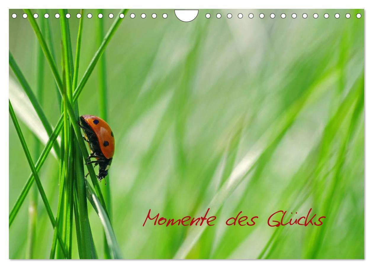 Cover: 9783383638046 | Momente des Glücks (Wandkalender 2024 DIN A4 quer), CALVENDO...