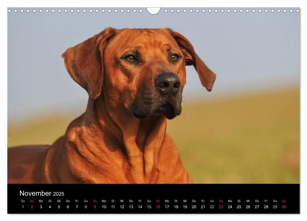 Bild: 9783435759750 | Rhodesian Ridgeback 2025 (Wandkalender 2025 DIN A3 quer), CALVENDO...