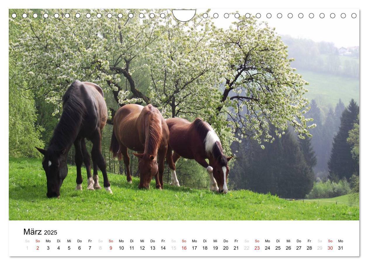 Bild: 9783435663682 | Bauernhoftiere (Wandkalender 2025 DIN A4 quer), CALVENDO...